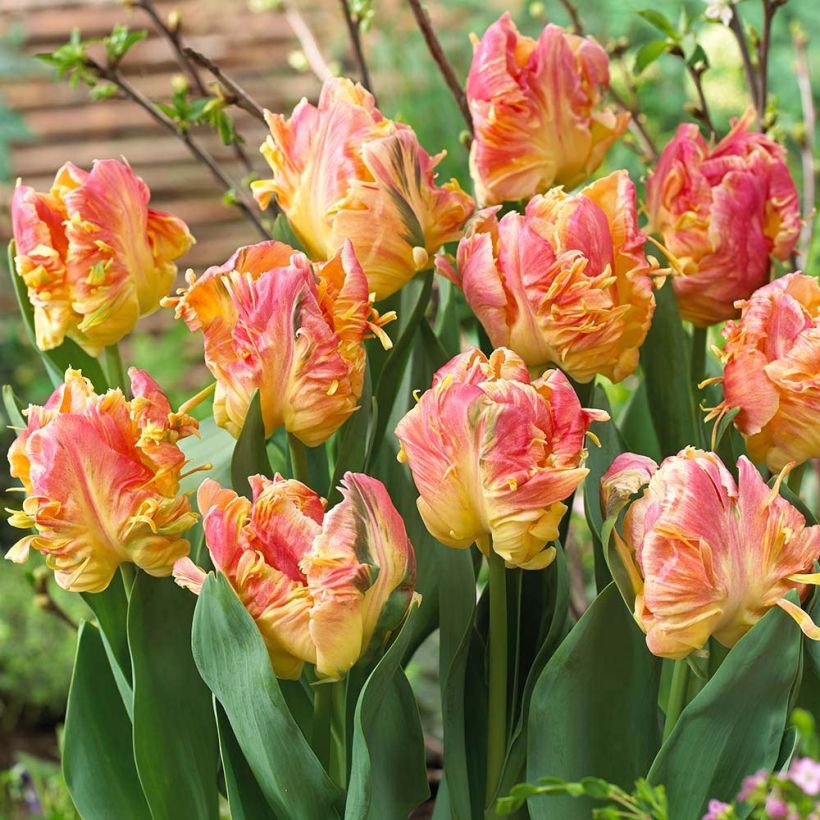 Tulipa 'Parrot Lady' (Flowering)