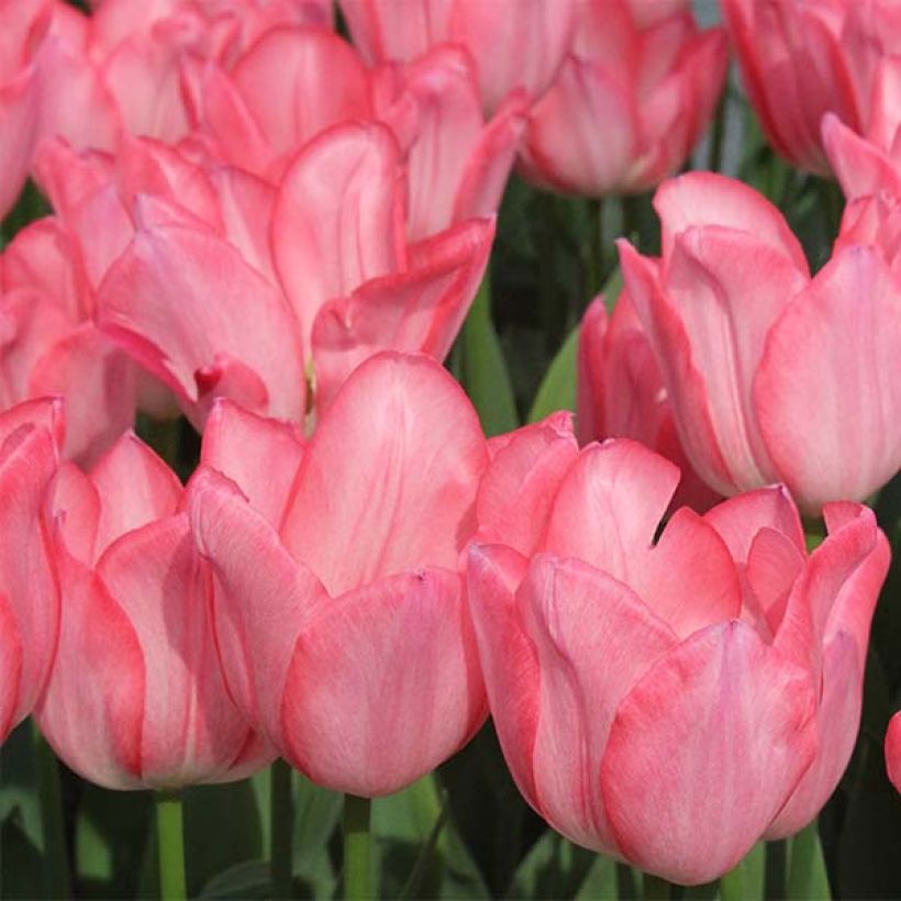 Tulipa 'Christmas Pearl' (Flowering)