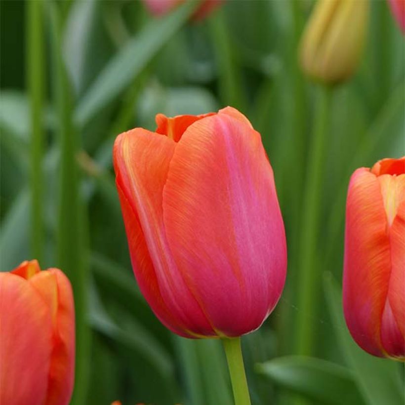 Tulipa Avignon (Flowering)