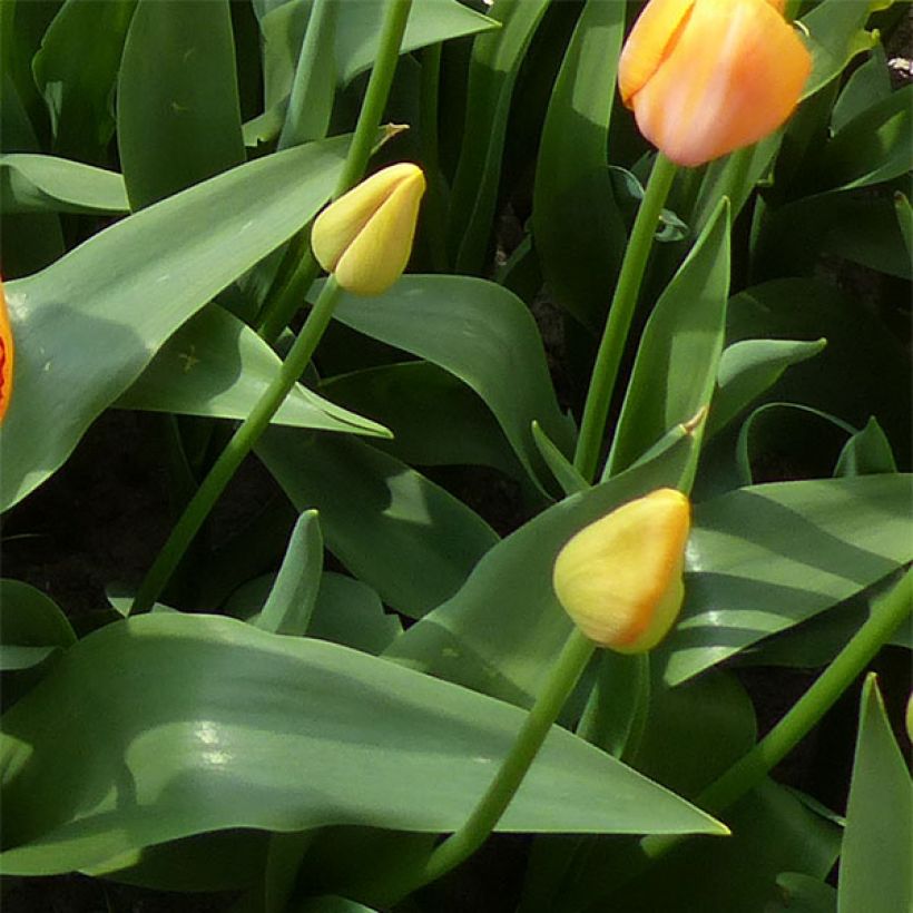 Tulipa Dordogne - Early simple Tulip (Foliage)