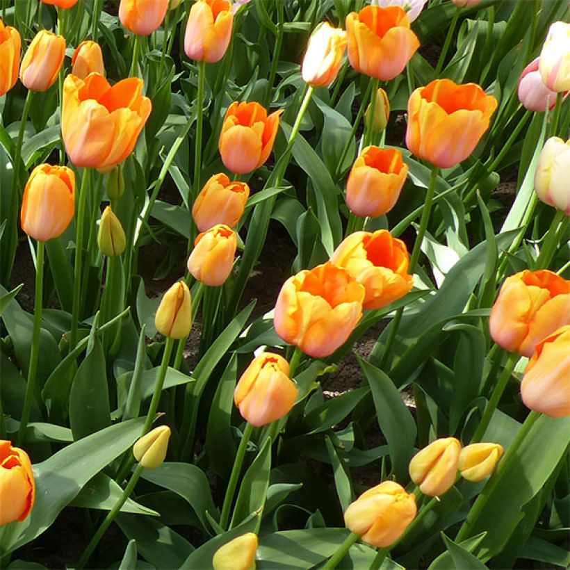 Tulipa Dordogne - Early simple Tulip (Flowering)