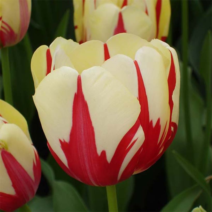 Tulipa  World Expression (Flowering)
