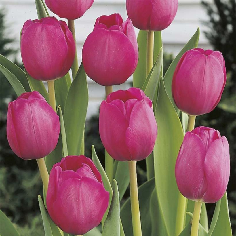 Tulipa Attila - Triumph Tulip (Flowering)