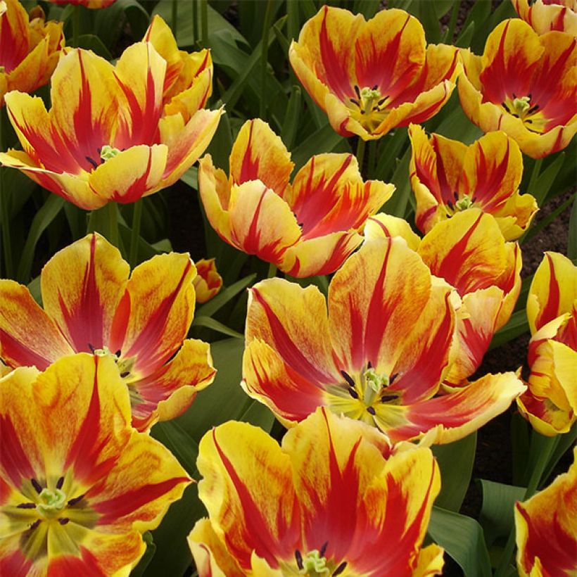 Tulipa Augusta Taurinorum - Triumph Tulip (Flowering)