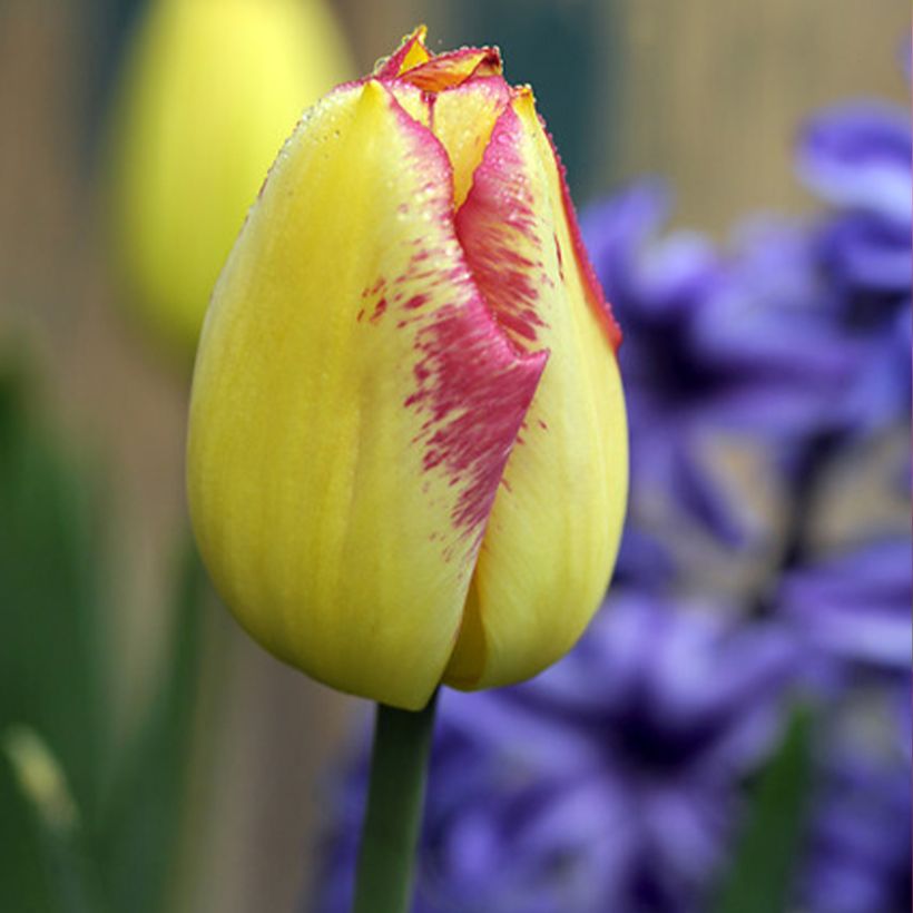 Tulipa 'Boston' (Triumph) (Flowering)