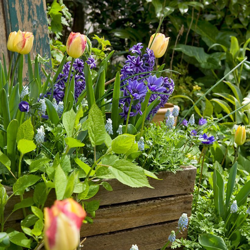 Tulipa 'Boston' (Triumph) (Plant habit)