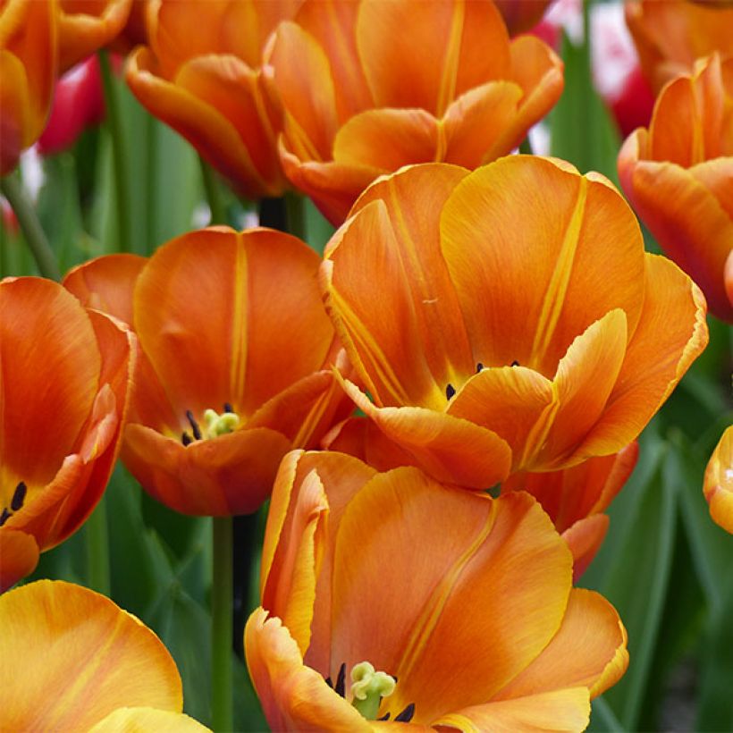 Tulipa Brown Sugar (Flowering)