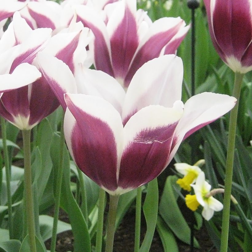Tulipa Chansonnette - Triumph Tulip (Flowering)