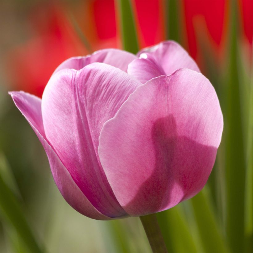 Tulipa Dreaming Maid - Triumph Tulip (Flowering)