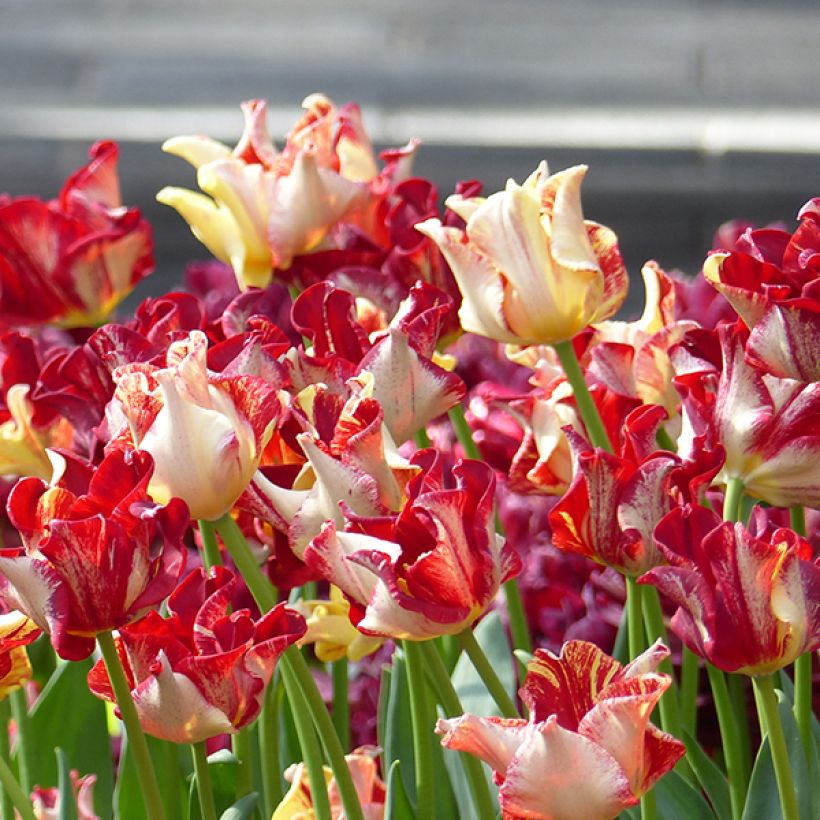 Tulipa 'Flaming Crown' (Flowering)