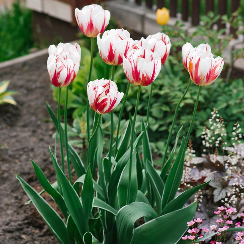 Tulipa Happy Generation - Triumph Tulip (Plant habit)