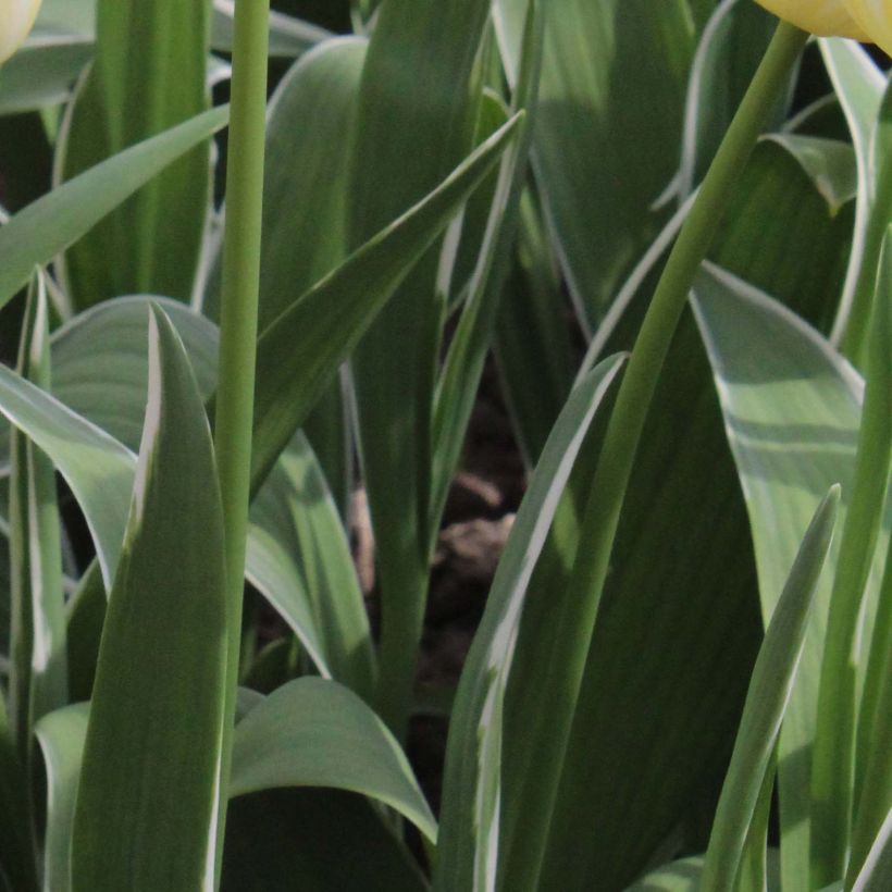 Tulipa Happy People - Triumph Tulip (Foliage)