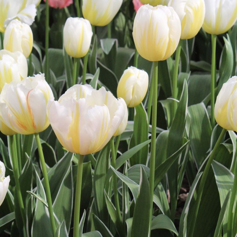 Tulipa Happy People - Triumph Tulip (Plant habit)