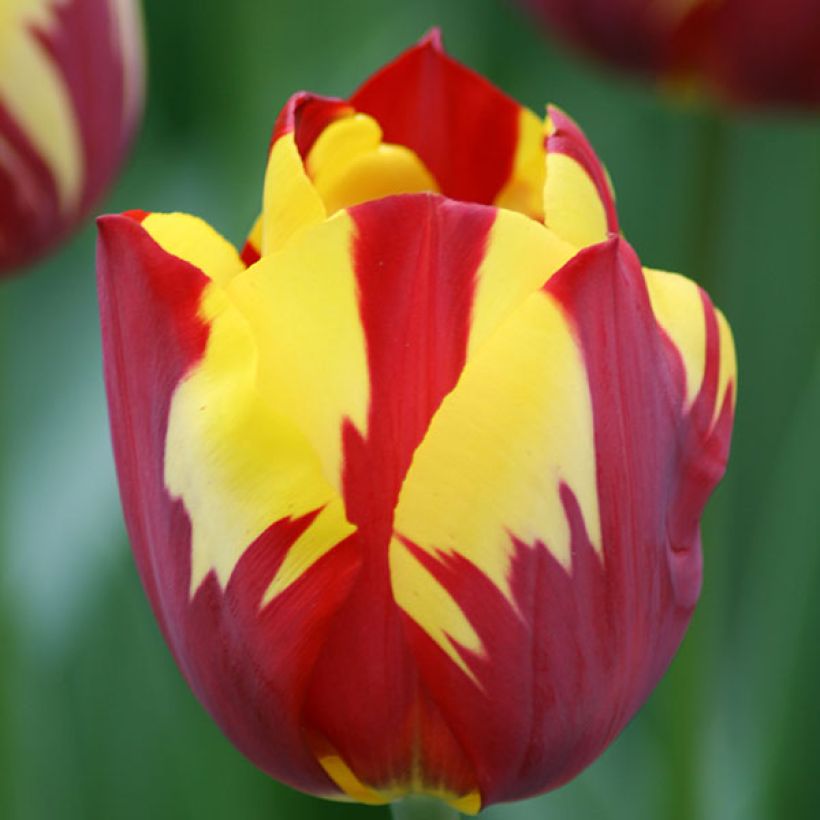 Tulipa Triumph Helmar (Flowering)