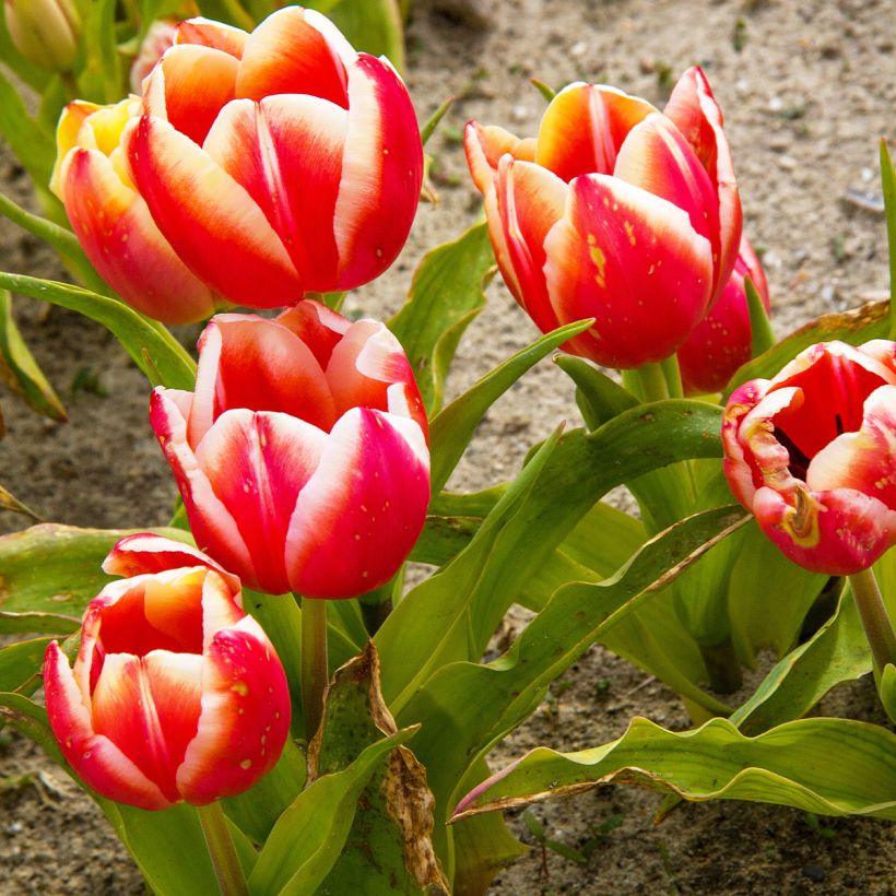 Tulipa 'Leen van der Mark' (Plant habit)