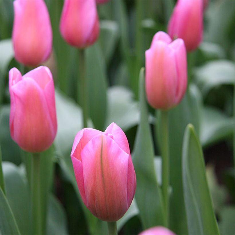 Tulipa Mistress - Triumph Tulip (Flowering)