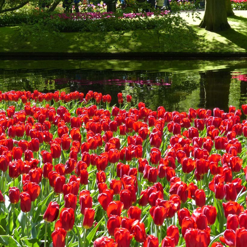 Tulipa Triumph Strong Love (Flowering)