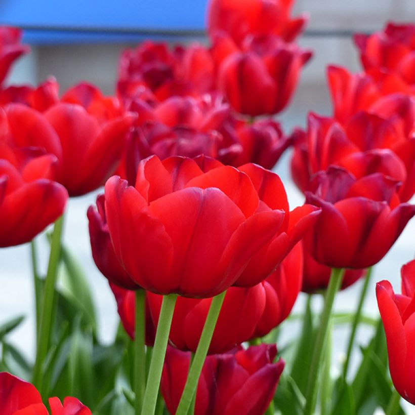 Tulipa Unique de France - Triumph Tulip (Flowering)