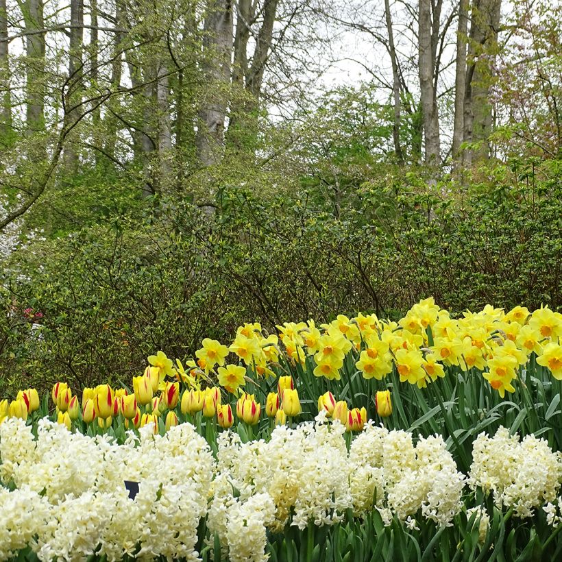 Tulipa Washington - Triumph Tulip (Plant habit)