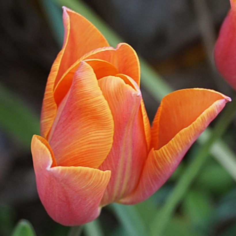 Tulipa Véronique Sanson (Flowering)