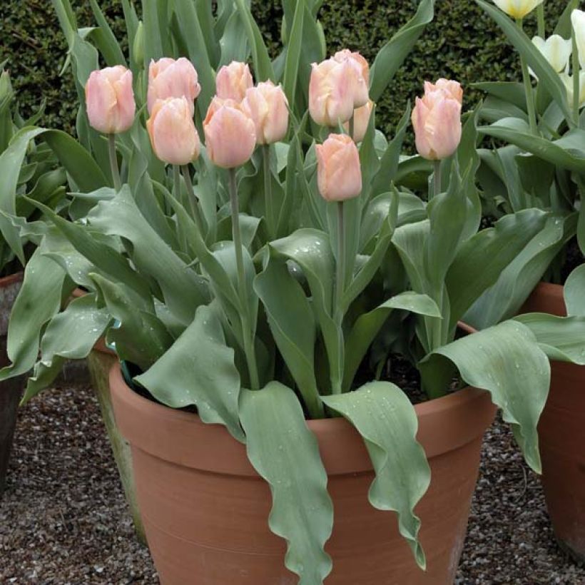 Tulipa Apricot Beauty (Plant habit)