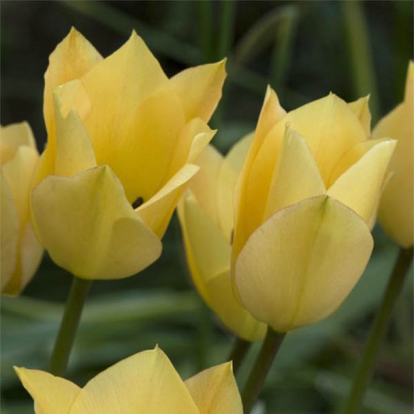 Tulipa batalinii Bronze Charm (Flowering)