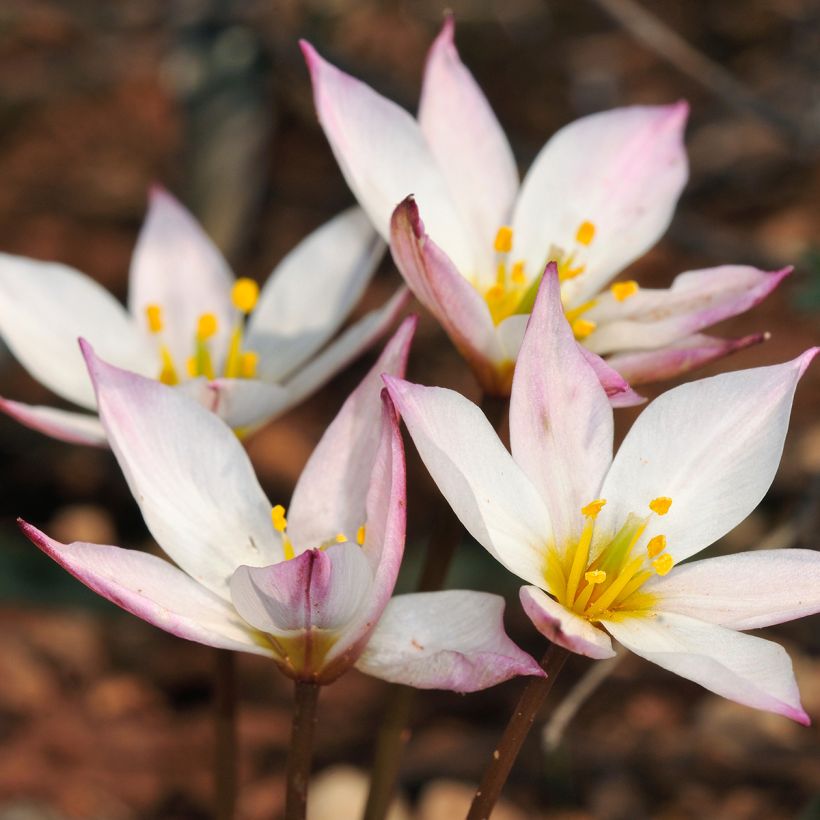 Tulipa cretica Hilde (Flowering)