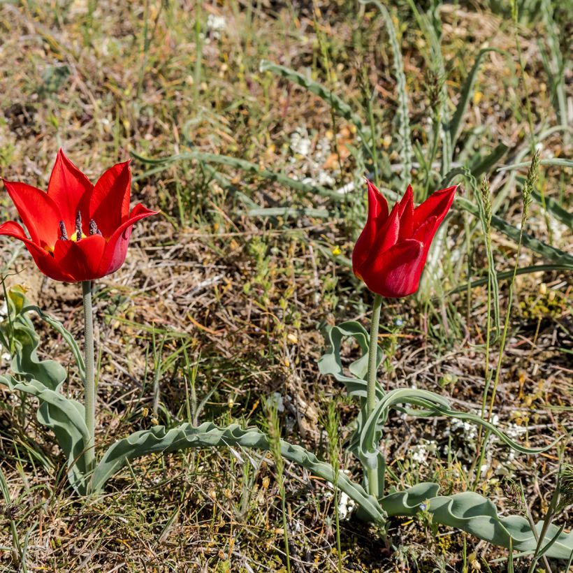 Tulipa eichleri - Botanical Tulip (Plant habit)