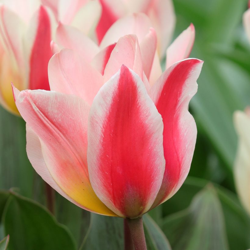Tulipa greigii 'Mary Ann' (Flowering)
