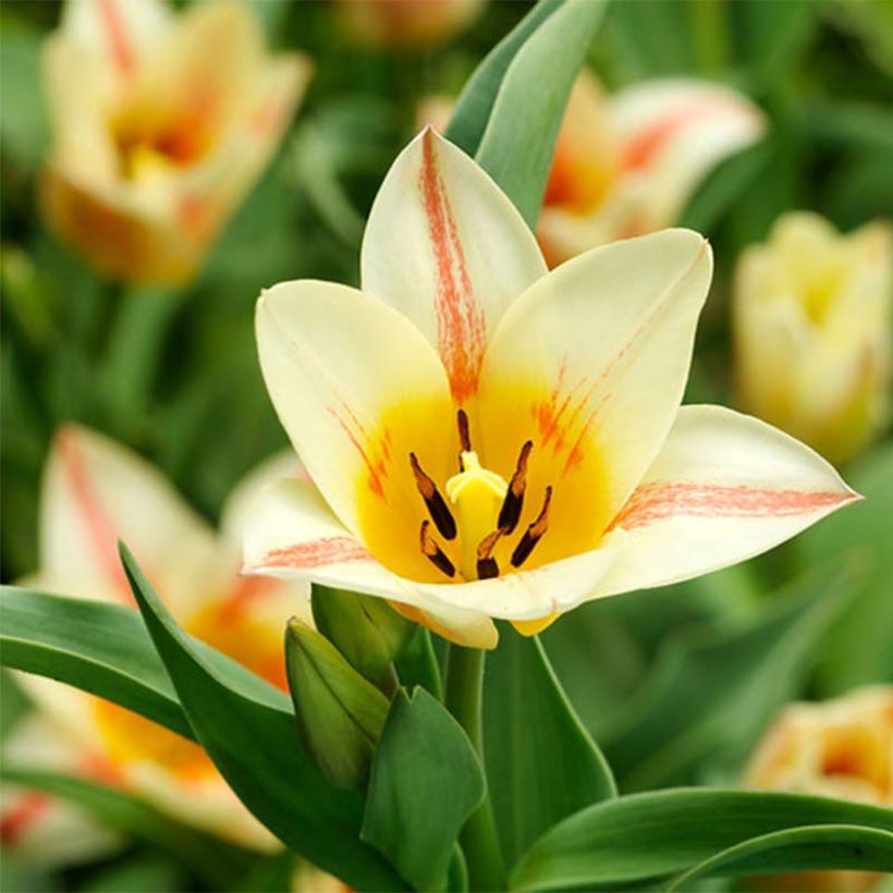 Tulipa greigii Quebec (Flowering)