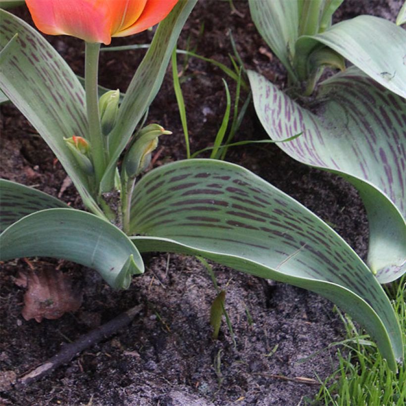 Tulipa greigii Toronto (Foliage)