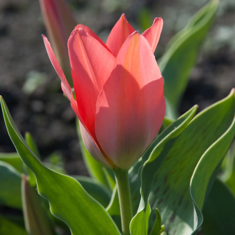 Tulipa greigii Toronto (Flowering)