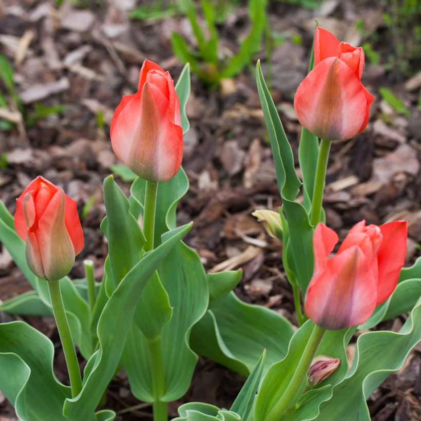 Tulipa greigii Toronto (Plant habit)