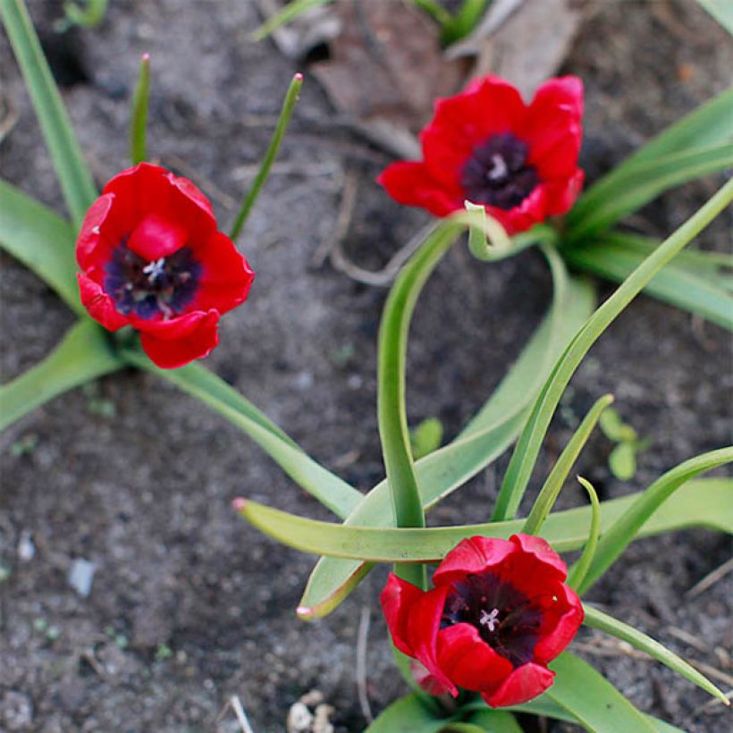 Tulipa humilis Lilliput (Flowering)