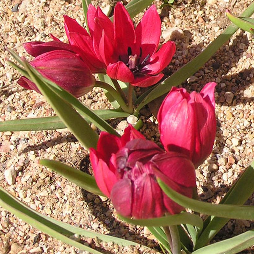 Tulipa humilis Lilliput (Plant habit)
