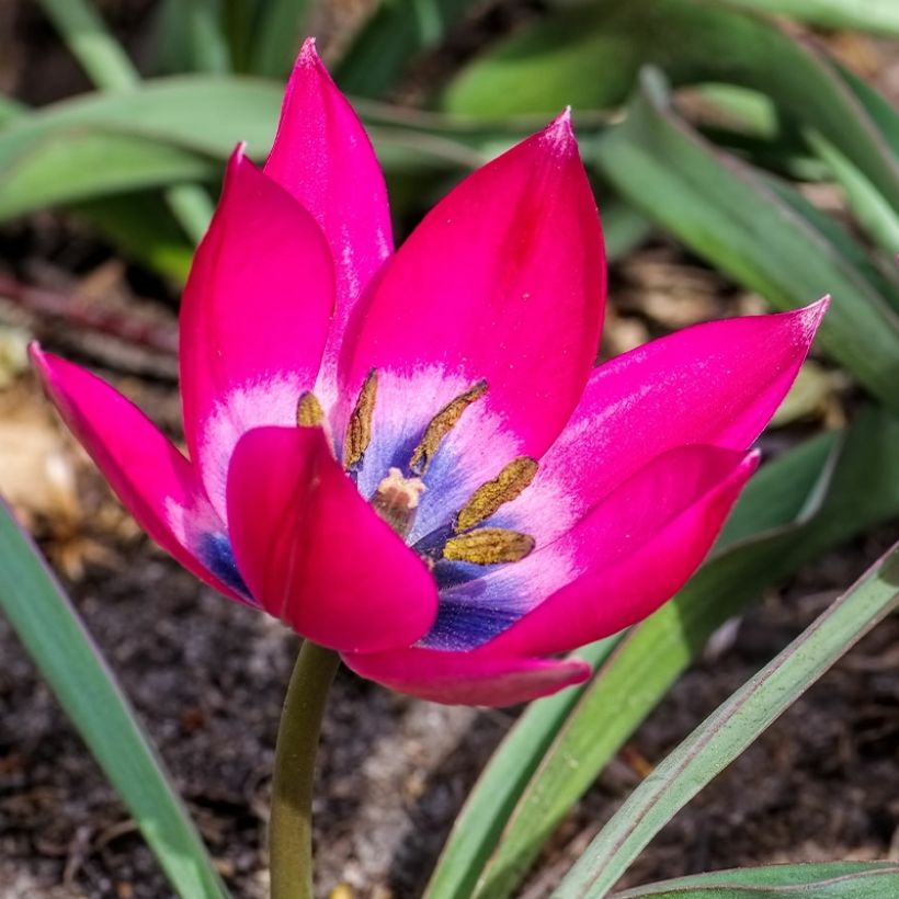 Tulipa humilis (Flowering)