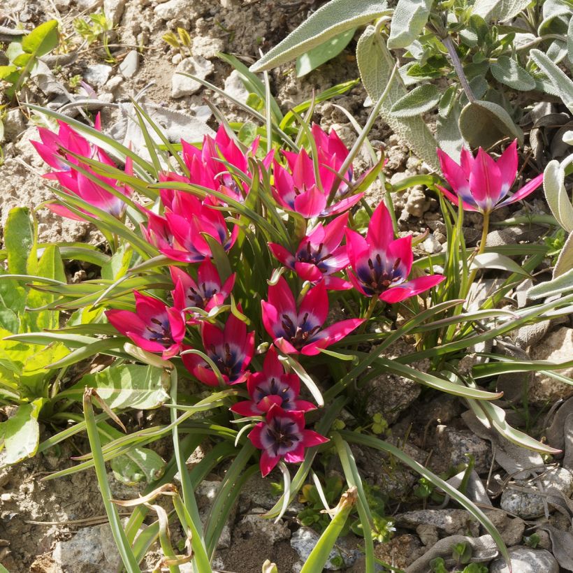 Tulipa humilis  (Plant habit)