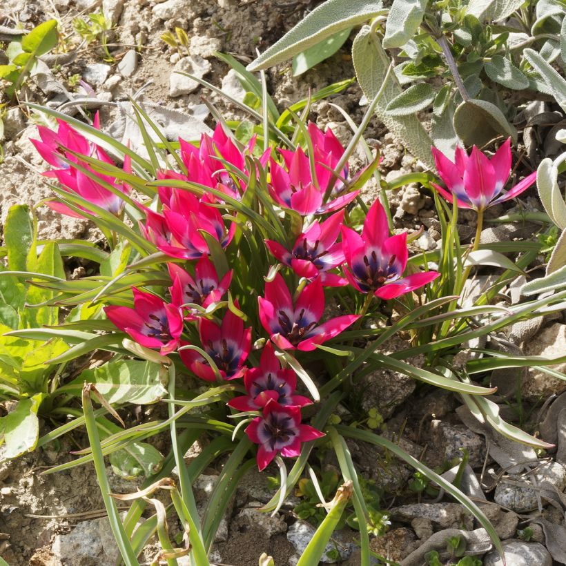 Tulipa humilis (Plant habit)