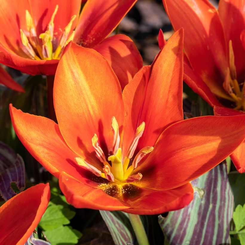 Tulipa kaufmanniana Early Harvest (Flowering)