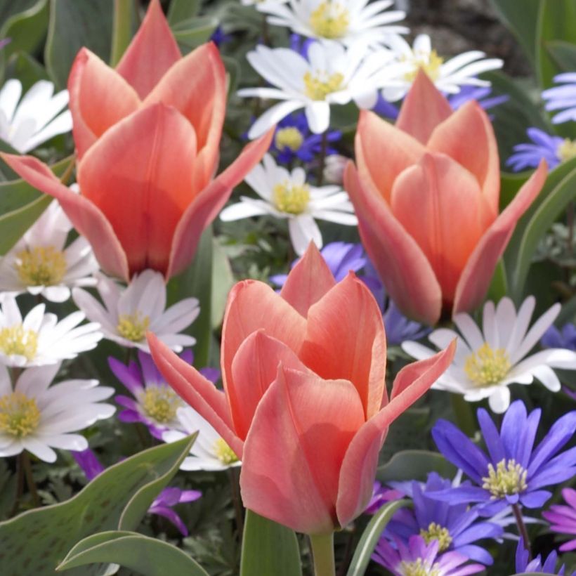 Tulipa kaufmanniana Fritz Kreisler (Flowering)