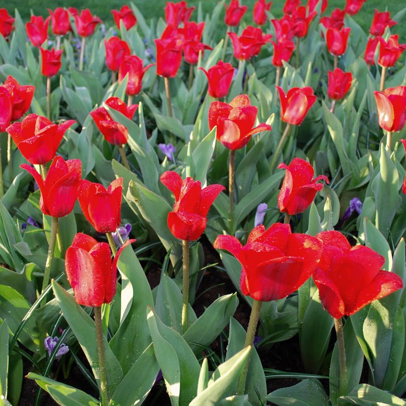 Tulipa kaufmanniana 'Show Winner' (Plant habit)