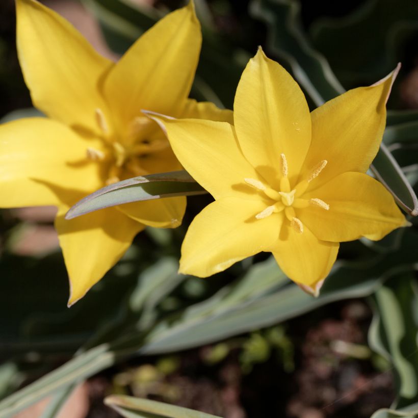 Tulipa kolpakowskiana  (Flowering)