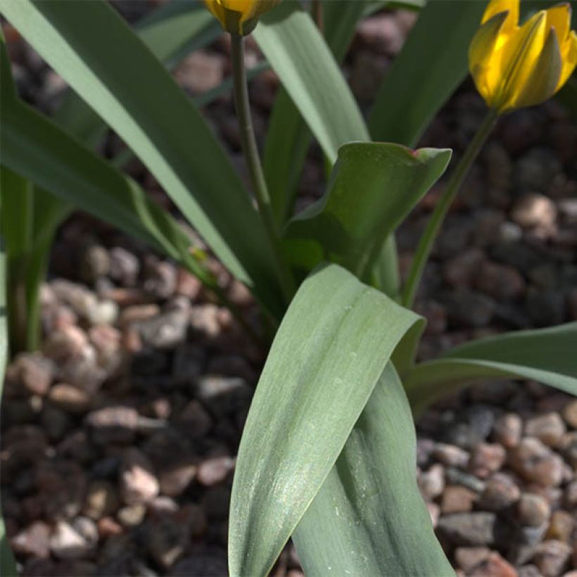 Tulipa neustruevae - Botanical Tulip (Foliage)