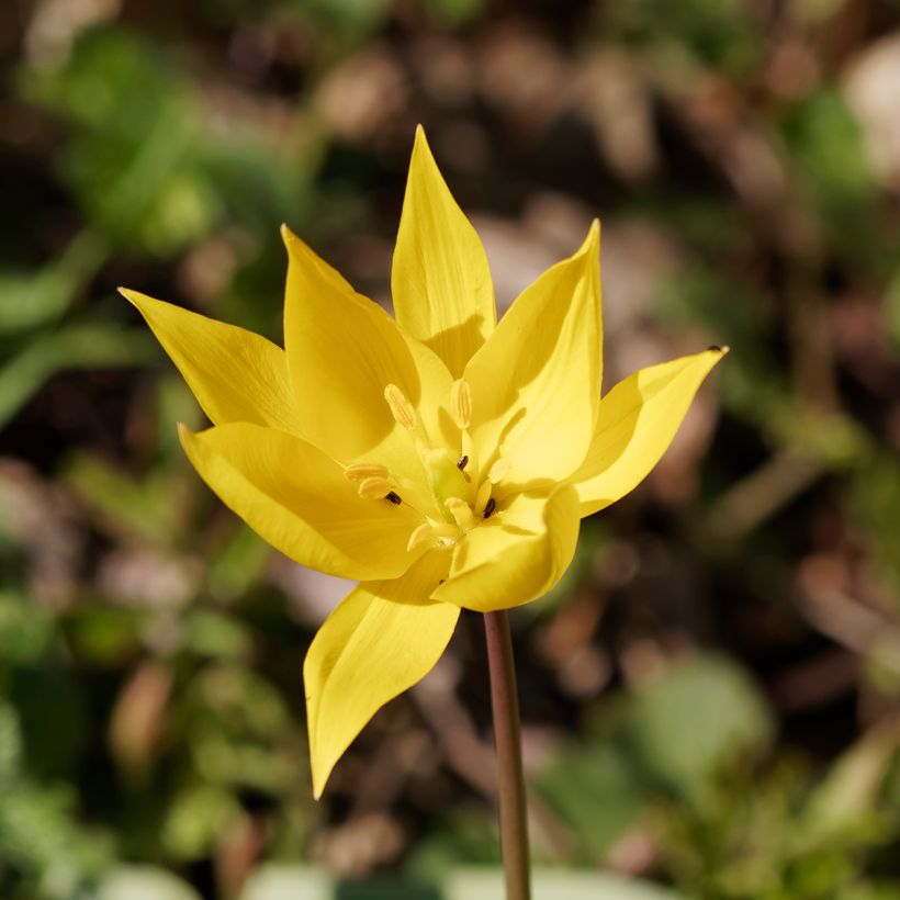 Tulipa sylvestris - Botanical Tulip (Flowering)