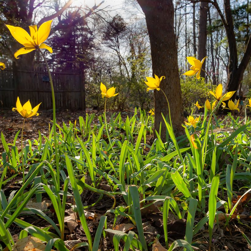 Tulipa sylvestris - Botanical Tulip (Plant habit)