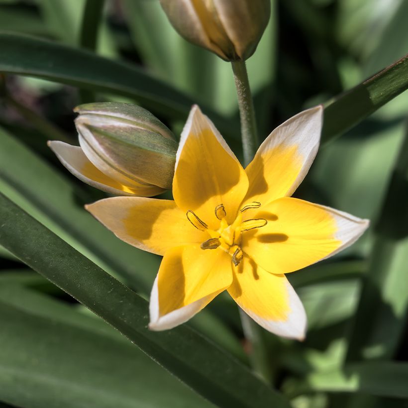 Tulipa tarda - Botanical Tulip (Flowering)