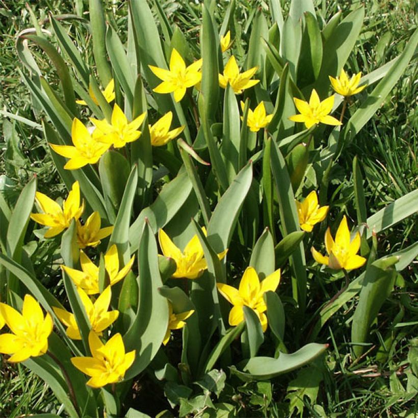 Tulipa urumiensis - Botanical Tulip (Plant habit)