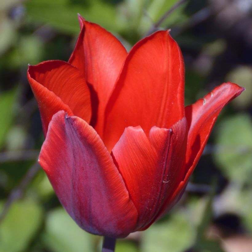 Tulipa Cardinal Colour - Early simple Tulip (Flowering)