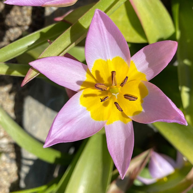 Tulipa saxatilis - Botanical Tulip (Flowering)