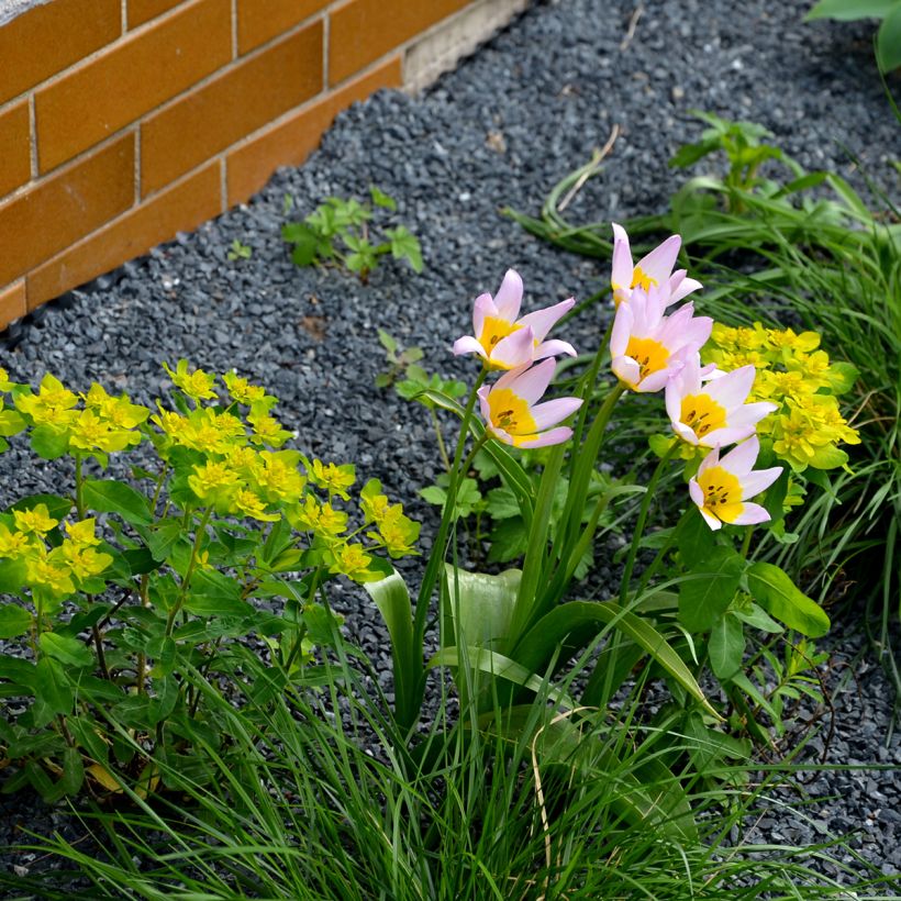 Tulipa saxatilis - Botanical Tulip (Plant habit)